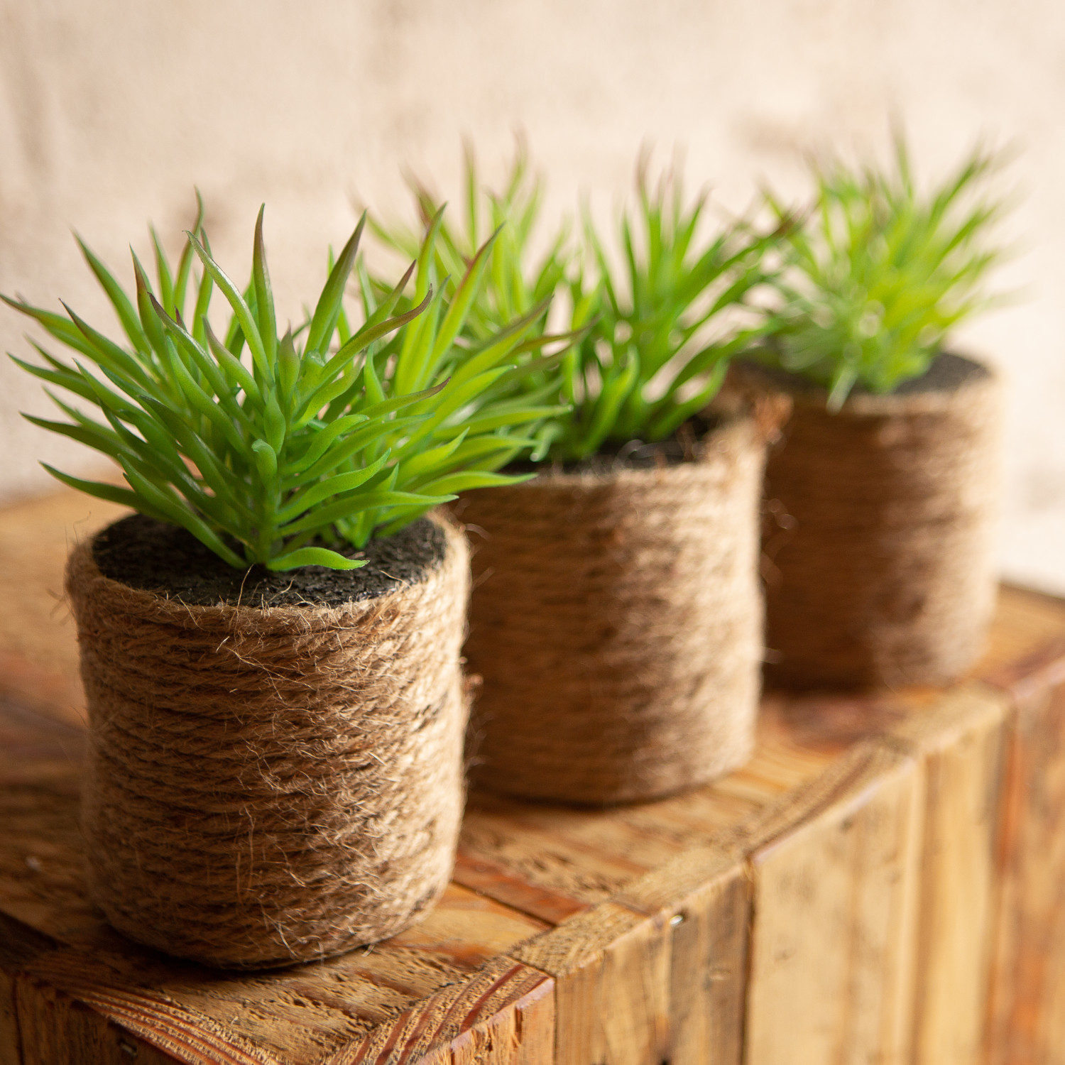PRO PLA Fougere 2025 2 