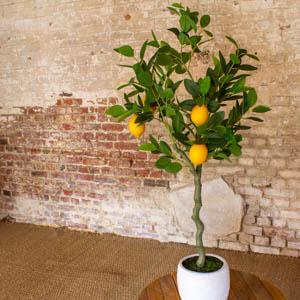 PRO PLA CITRONNIER 1 L 