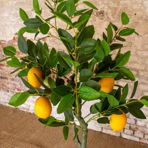PRO PLA CITRONNIER 2 L 